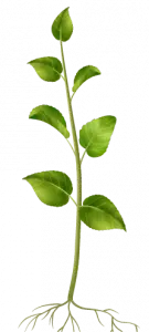 Asset 37